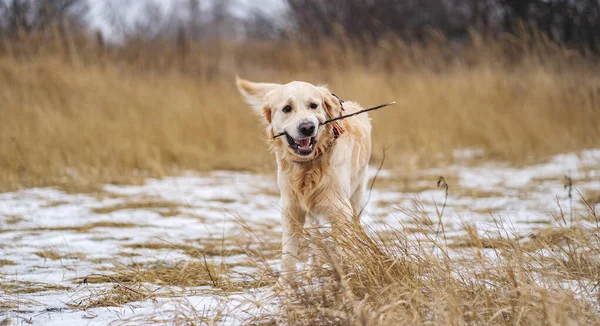 Golden Retriever Dog Running Stick His Teeth Winter Field Snow — Photo