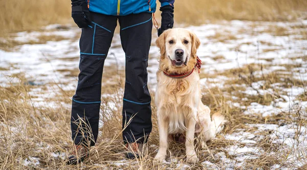 Golden Retriever Köpeği Kış Tarlasında Sahibinin Yanında — Stok fotoğraf