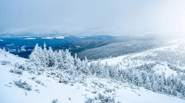 Bergslandskap Med Frusen Furu Djup Snö — Stockfoto