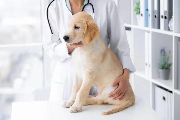 Piękny Pies Golden Retriever Weterynaryjnych Uściskach — Zdjęcie stockowe