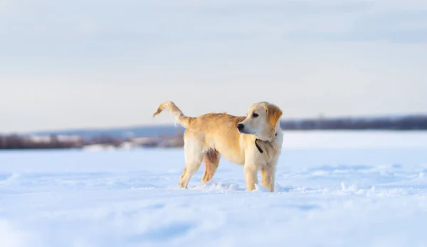 Calm Young Retriever Dog Standing Deep Snow — ストック写真