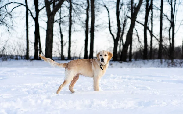 Söt Ung Retriever Hund Promenader Vintern Mörka Träd Bakgrund — Stockfoto