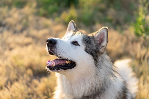 Adorable Husky Dog Portrait Beautiful Doggy Incredible Eyes Summertime Outdoors — Stock Photo, Image