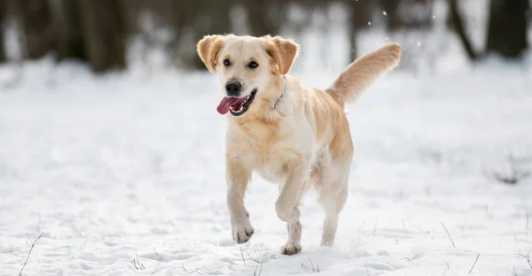 Golden Retriever Perro Corriendo Nieve Con Lengua Sobresaliendo Durante Paseo —  Fotos de Stock
