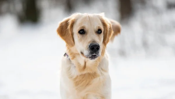Kışın Golden Retriever Köpeğinin Güzel Portresi Beyaz Bulanık Arka Planda — Stok fotoğraf