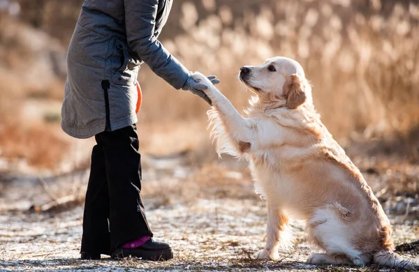 Woman Owner High Five Golden Retriever Dog Holding His Paw — Stock Photo, Image