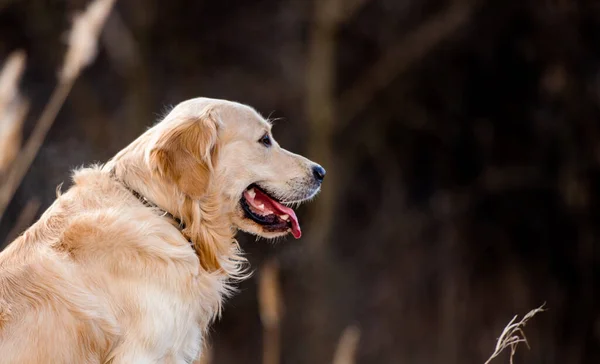 Retrato Close Cão Retriever Dourado Sentado Livre Início Primavera Com — Fotografia de Stock