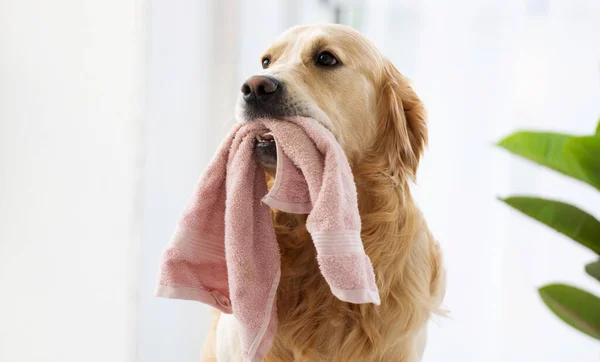 Golden Retriever Dog Sitting Room Daylight Close Window Holding Pink — Photo