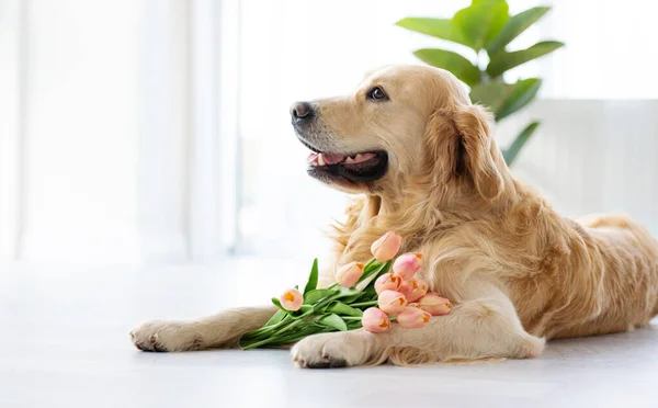 Golden retriever dog lying on the floor in the room with daylight close to window and posing with tulips flowers. Purebred pet doggy looking back indoors with bouquet