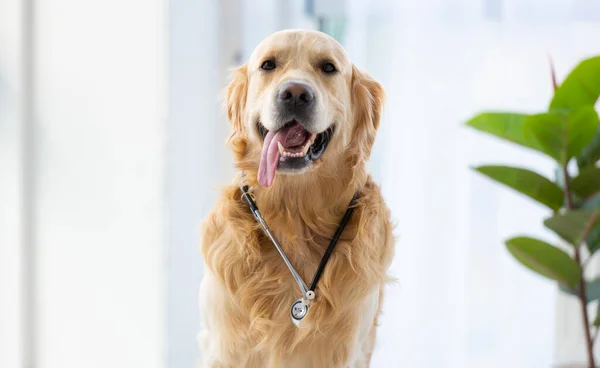 Golden Retriever Dog Wearing Medical Stethoscope Sitting Room Daylight Posing — Photo