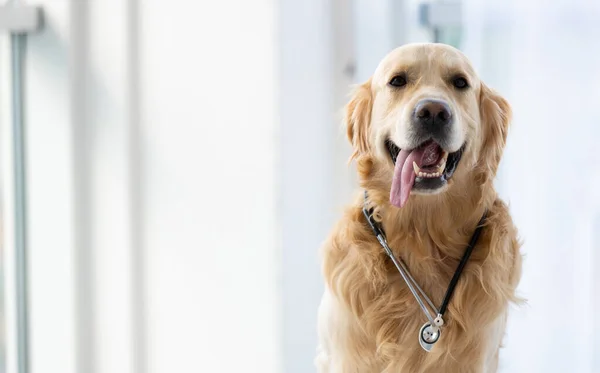 Golden Retriever Dog Wearing Stethoscope Sitting Room Daylight Posing Cute — Φωτογραφία Αρχείου