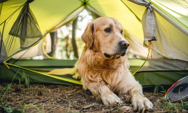 Golden retriever dog lying close to tent in the wood camping and looking back. Adorable purerbred doggy pet outdoors in the forest with sun light