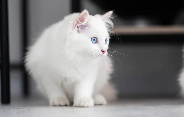 Adorable White Fluffy Ragdoll Cat Beautiful Blue Eyes Sitting Floor — Zdjęcie stockowe