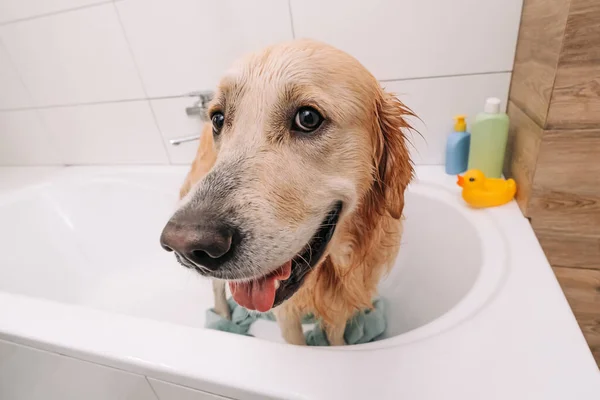 Closeup Portrait Face Adorable Golden Retriever Dog Standing Bath Wearing — ストック写真