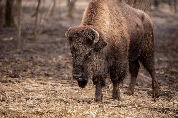 Large Brown Buffalo Walking Nature Dry Grass Dirty Ground Early — Stock Photo, Image