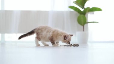 Adorable ragdoll kitten cat sneaffing toy at floor at home. Kitty pet playing in the room with daylight