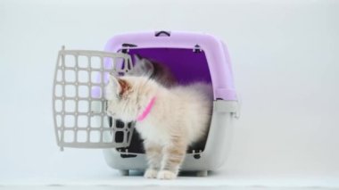Ragdoll kittens go out from cat carrier and looking around. Kitty cats in travel box