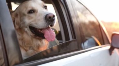 Golden retriever dog in the car looking from window outside and breathing with tonque out. Cute doggy pet labrador in vehicle transportation