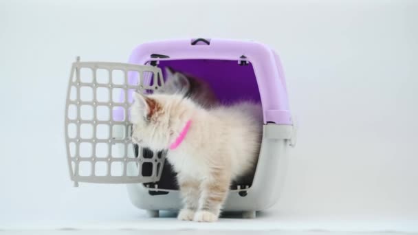 Ragdoll Kittens Out Cat Carrier Looking Kitty Cats Travel Box — Stockvideo