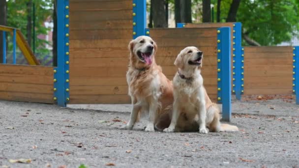 Two Golden Retriever Dogs Sitting Outdoors Together Training Purebred Doggy — Stok video
