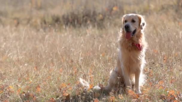 Golden Retriever Dog Sitting Autumn Field Tonque Out Looking Purebred — Stock Video