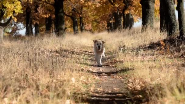 Golden Retriever Dog Running Autumn Field Looking Camera Purebred Doggy — Vídeo de Stock