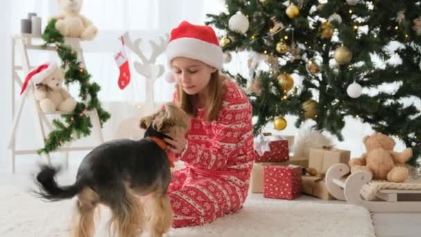 Dog Terrier Licks Child Girl Face Christmas Tree Kid Wearing — 图库视频影像