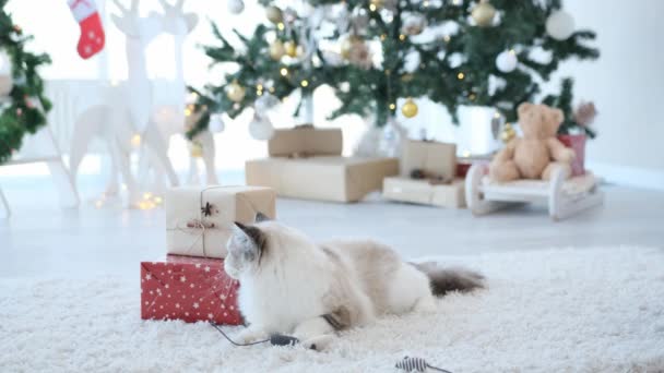 Ragdoll Cat Christmas Time Lying Carpet New Year Gifts Adorable — Stockvideo