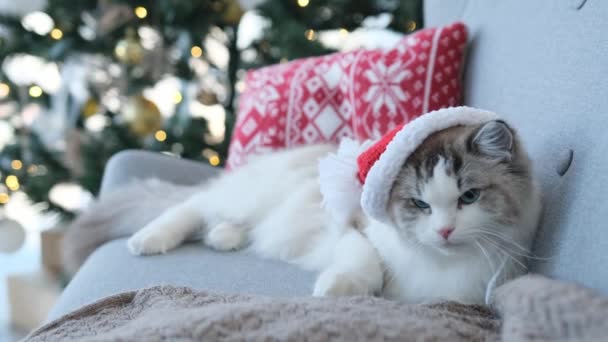 Cat Wearing Santa Hat Christmas Time Lying Sofa Close New — Stockvideo
