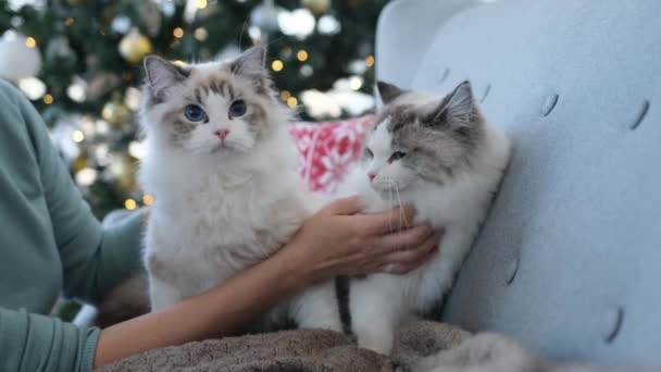 Girl Hands Petting Kittens New Year Time Room Christmas Tree — Stock Video