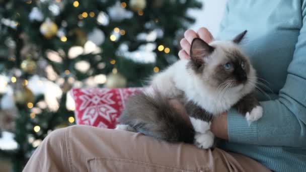 Cat Enjoying Girl Owner Care Christmas Time Room Festive Tree — Stock Video