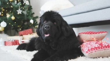 Newfoundland köpeği evdeki süslü Noel ağacı arka planında kanepenin yanında yatıyor.