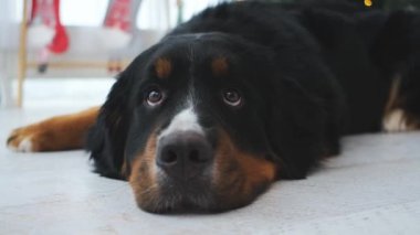 Bernese dağ köpeğinin noel ağacıyla odada dinlenme görüntüsünü kapatın.