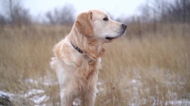 Golden retriever dog standing alone between dried grass on winter nature
