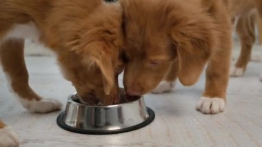 Parlak odada bir kaseden yemek yiyen bir çift gişe köpeği.