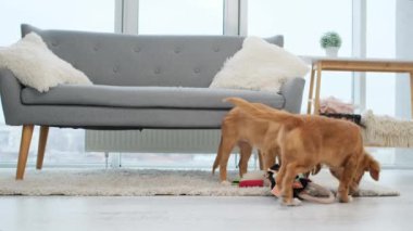 Aydınlık odada koltuğun yanında oyuncaklarla oynayan bir çift gişe köpeği.