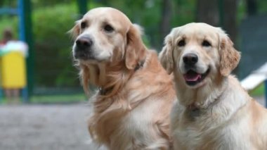 İki Golden Retriever köpeği dışarıda birlikte oturup etrafa bakınıyorlar. Saf köpek evcil hayvanları. Labradorlar sokak fotoğraflarında.