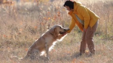 Güz tarlasında Golden Retriever köpeği eğiten güzel kız. Doğada sahibi olan safkan bir köpek.