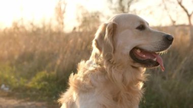 Golden retriever köpeği gün batımında oturur ve geriye bakar. Doğada inanılmaz güneş ışığıyla yürürken sevimli köpek labrador.