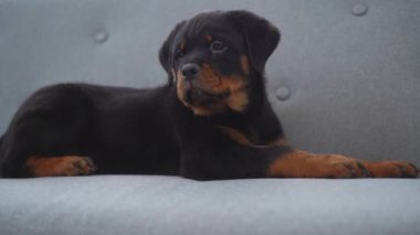 Şirin Rottweiler köpeği evde gri kanepede tek başına dinleniyor.
