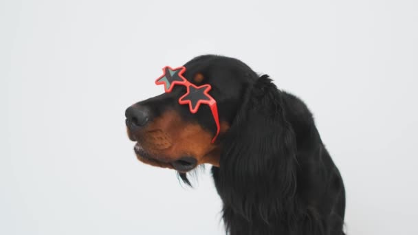 スコットランドのセッター犬の銃口ともに星のサングラス上の白い壁の背景 — ストック動画