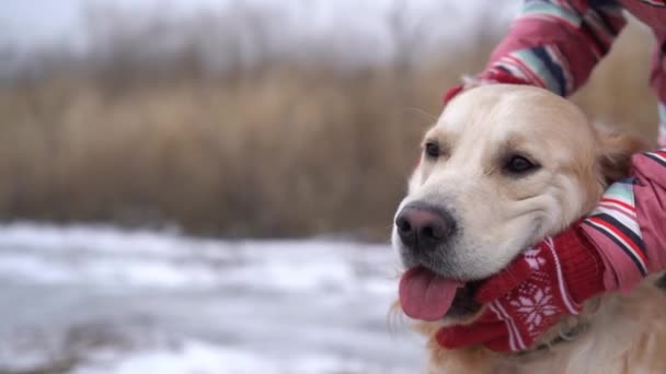 Γυναίκα Πλεκτά Γάντια Palming Golden Retriever Σκυλί Στο Φόντο Φύση — Αρχείο Βίντεο