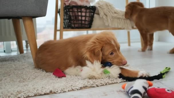 Toller Puppy Biting Toy Lying Floor Other Puppy — Stock Video