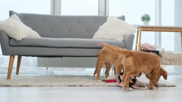 Ζευγάρι Κουτάβια Toller Παίζει Παιχνίδια Στο Πάτωμα Κοντά Στον Καναπέ — Αρχείο Βίντεο