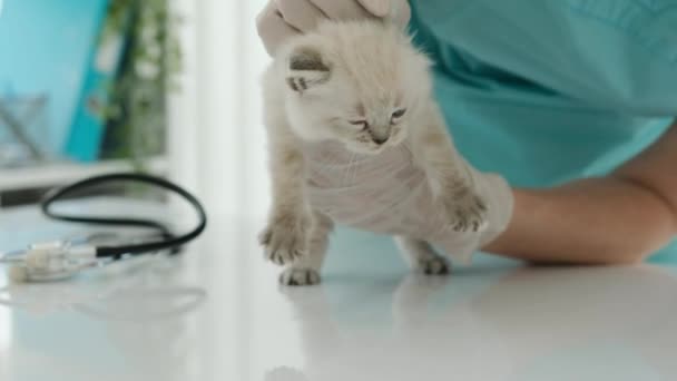 수의사가 수의사 클리닉에서 래그돌 고양이를 조사하고 전문가는 복족강 고양이에 관심이 — 비디오