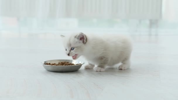 Fluffy Ragdoll Kitten Met Voer Thuis Meeuwen Purebred Kitty Kat — Stockvideo