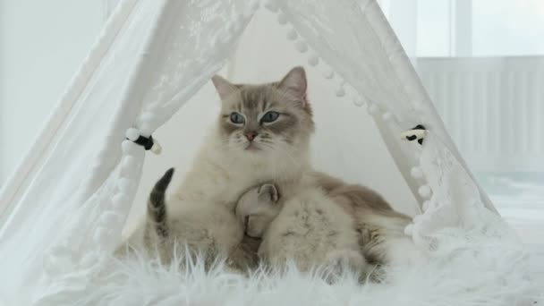 복슬복슬 고양이와 고양이 집안에 고양이 — 비디오