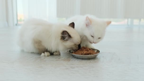 2匹のラグドール子猫が軽めの部屋でボウルから餌を食べています 家で食べ物とふわふわの小さな猫 — ストック動画