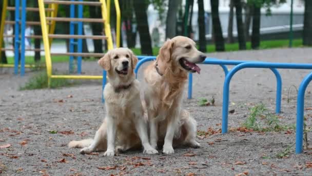 Dois Jovens Cães Golden Retriever Sentados Livre Juntos Durante Treinamento — Vídeo de Stock