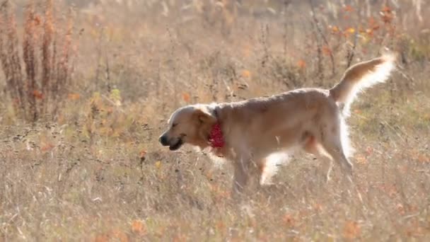 晴れた日には秋の畑を歩くゴールデンレトリバー犬 日当たりの良い日に自然で純血犬ラブラドール — ストック動画